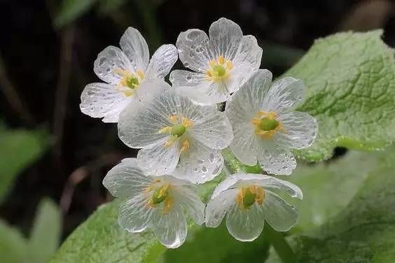 美丽迷人的花卉