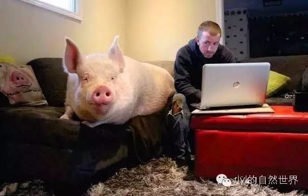 当年眼瞎买的迷你猪