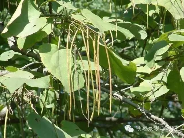 正文【科屬分類】紫葳科梓屬 【中文別名】楸,花楸,水桐,河楸,臭梧桐