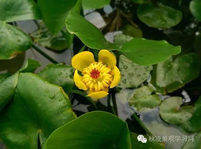 浮水植物2黑三菱蒲葦花葉蘆竹蘆竹水蔥茭白香蒲蘆葦黃菖蒲菖蒲碗蓮