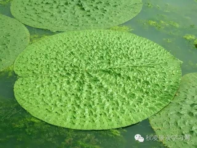 盛夏我們一起去看漂亮的水生植物吧