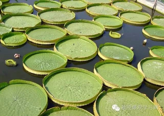 王蓮芡實菱角慈姑萍蓬草浮萍鳳眼蓮睡蓮常見的浮水植物:浮葉型水生