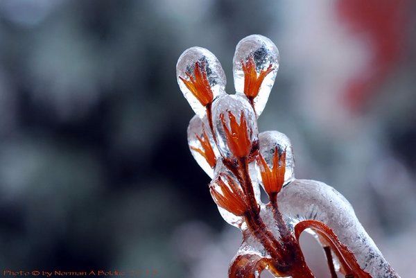 雪和冰的画