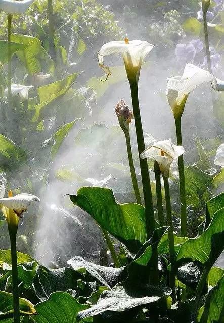 马蹄莲花和牵牛花图片