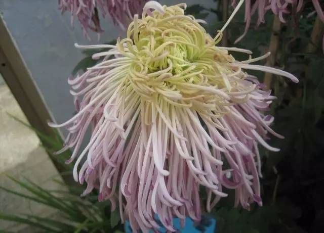 中华名菊大全欣赏