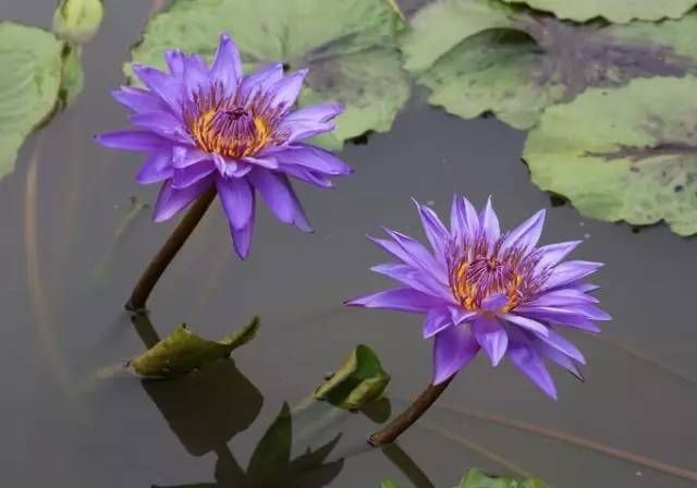 世界上最罕见的莲花