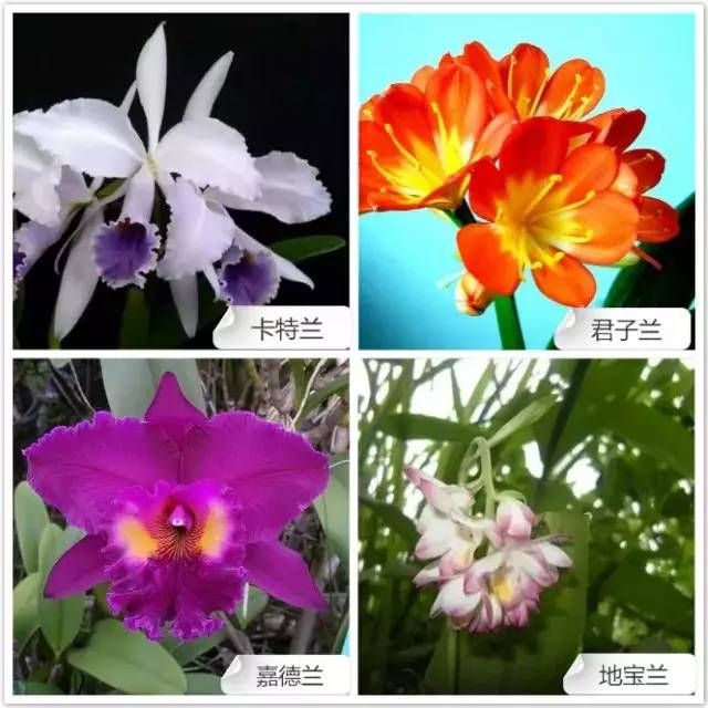 兰草花品种区分图片图片