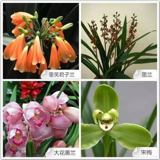 看叶识兰花品种图解图片