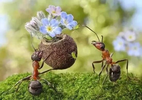 能举起比自身重400倍的物体蚂蚁堪称世界大力士