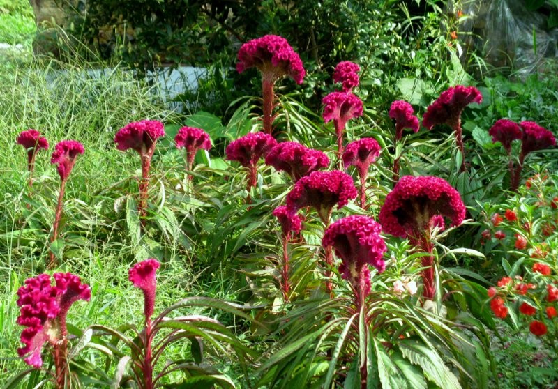 日月峡中草药:鸡冠花