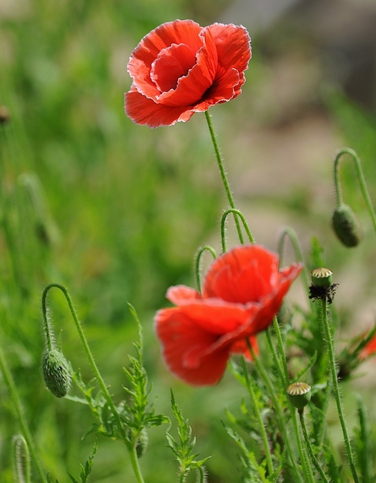 日月峡中草药丽春花