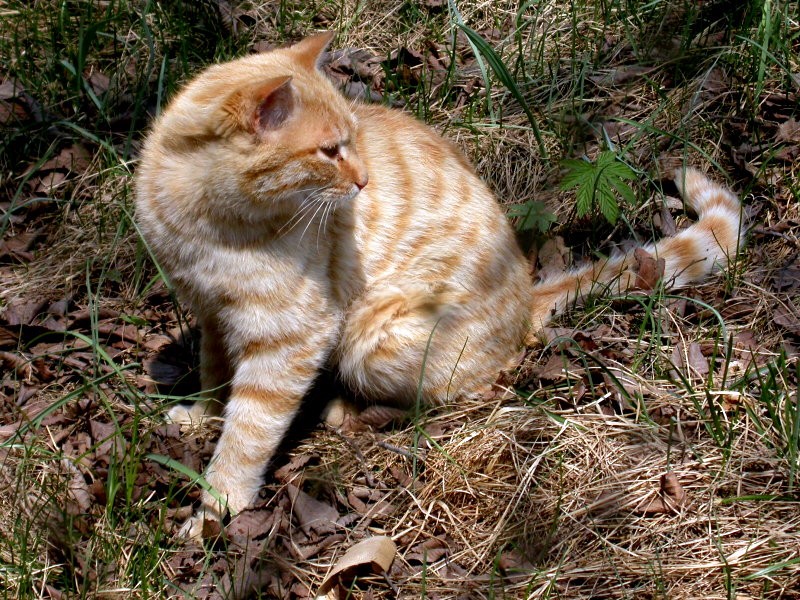 中草药金猫头图片图片