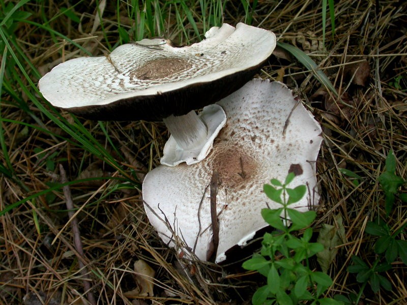 雷窝子蘑菇图片图片