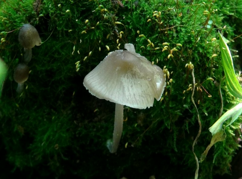 东北雷窝子蘑菇图片图片