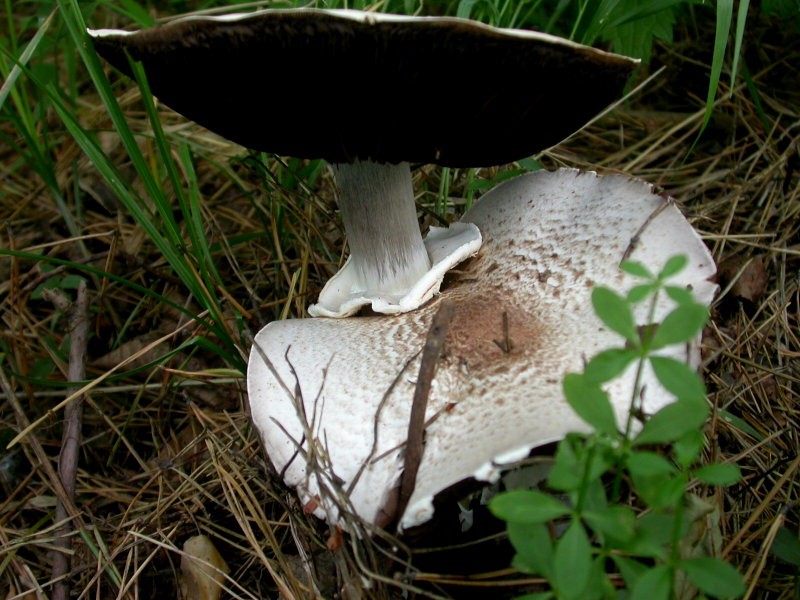 东北雷窝子蘑菇图片图片
