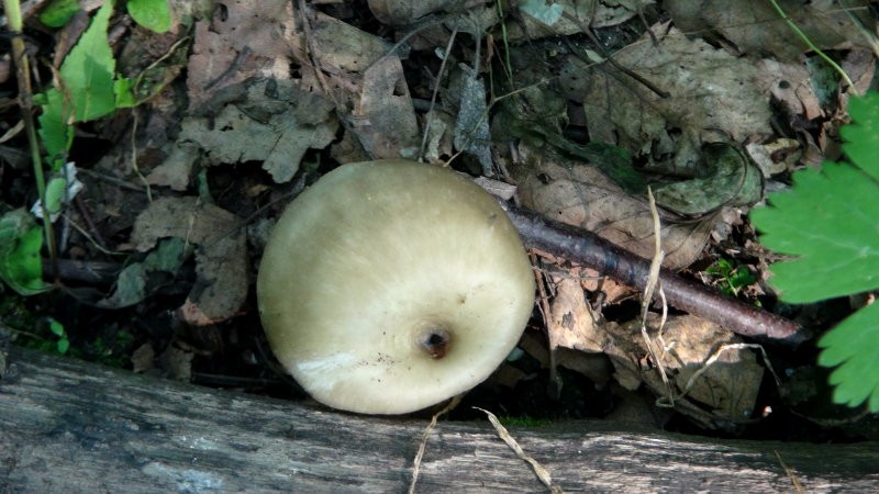 野生雷窝子蘑菇图片