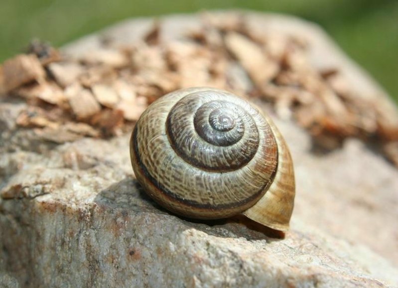蜗牛壳小时候图片