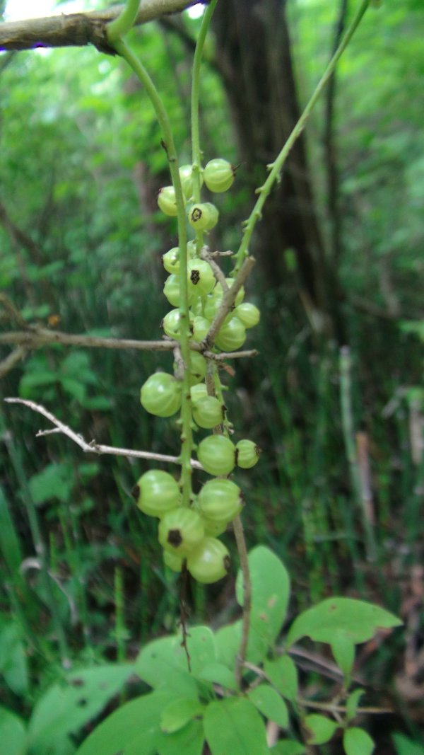 茶蒴草药图片大全图片