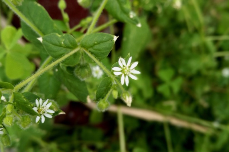 通淋止癢, 繁縷,別名:鵝腸菜,鵝耳伸筋,雞兒腸,拉丁文名:stellaria