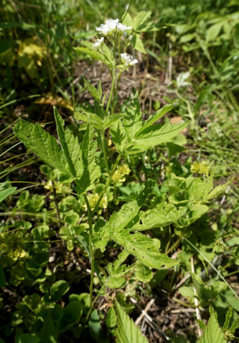 日月峽中草藥007白花碎米薺