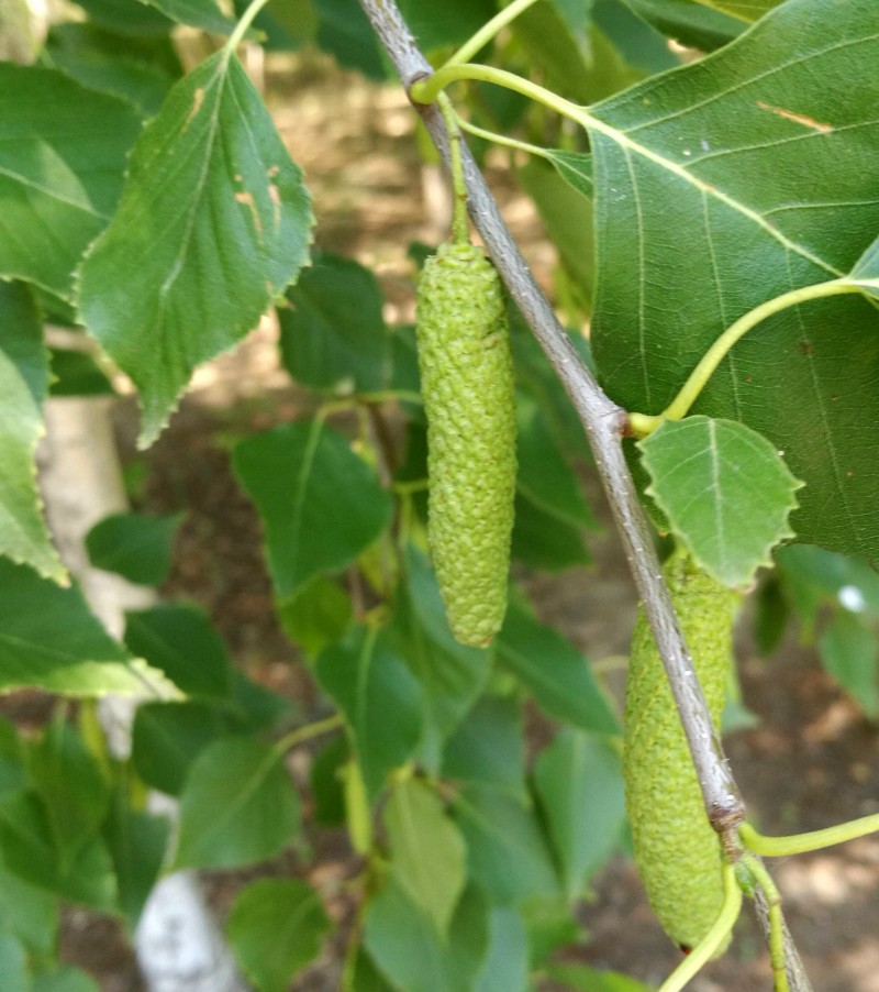 日月峡中草药012白桦树果