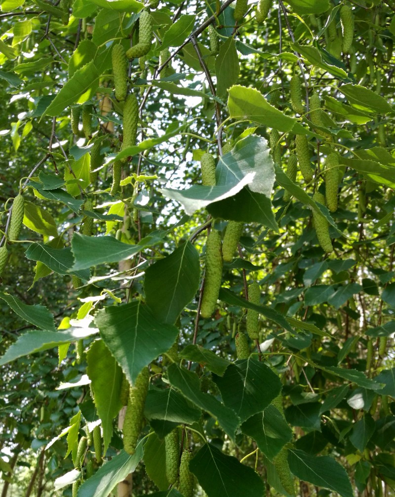 日月峡中草药012白桦树果