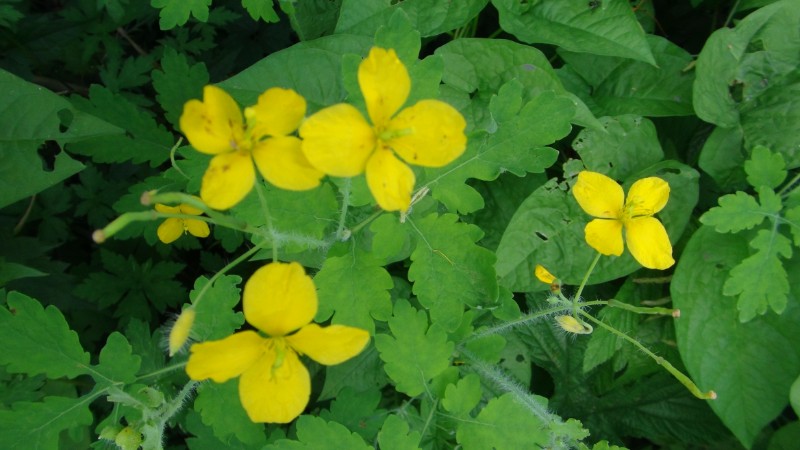 日月峡中草药019白屈菜2