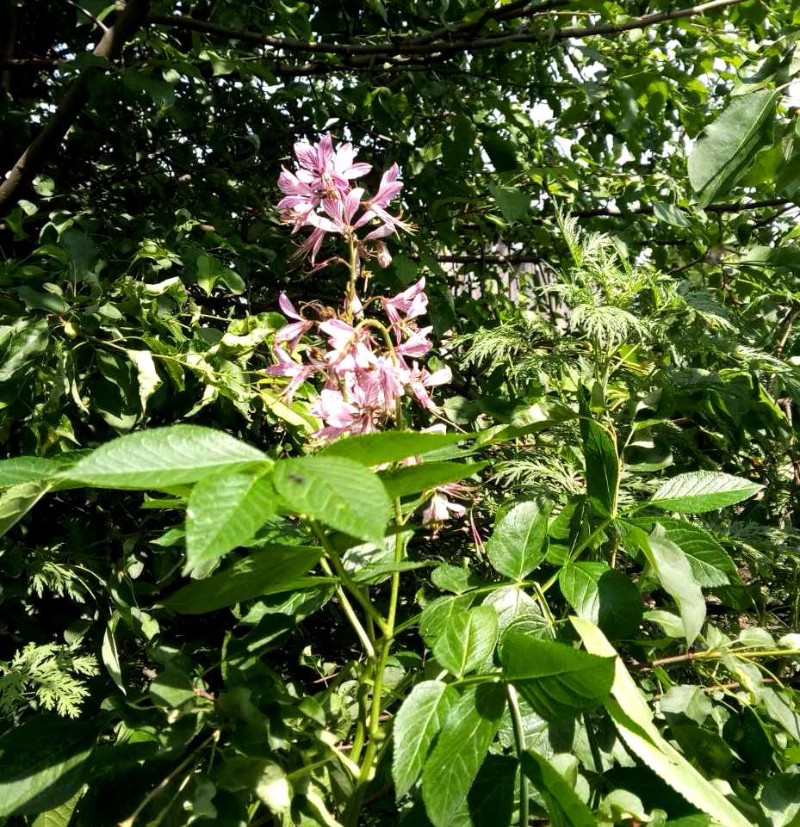 日月峡中草药(029)--白鲜皮2