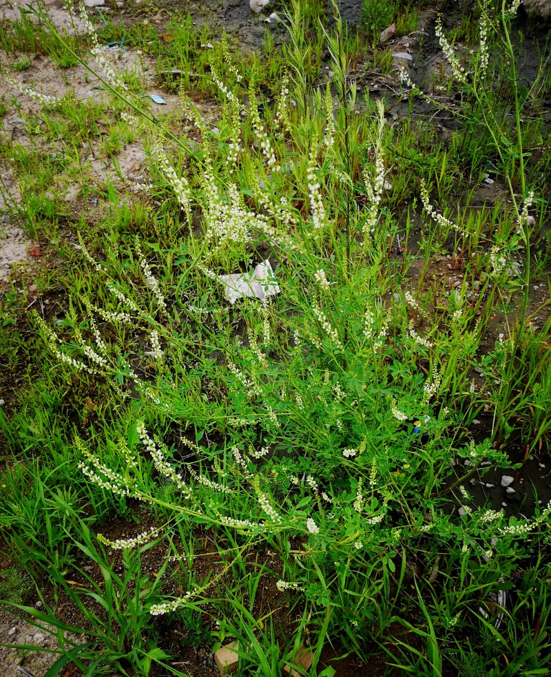 日月峽中草藥(034)--白花草木犀1 - 中國自然保護