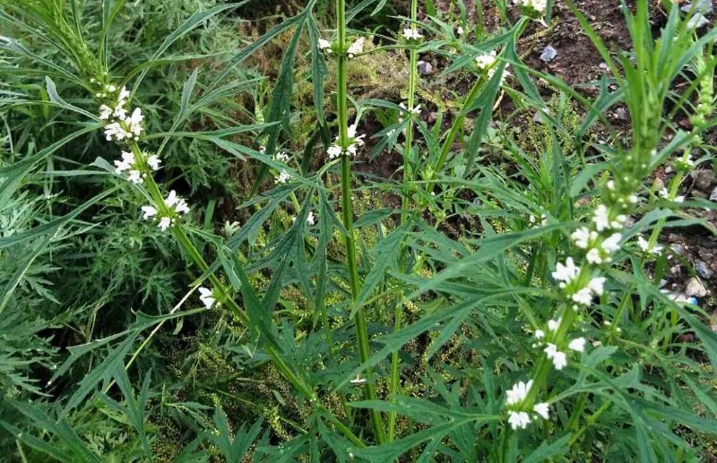 日月峡中草药(051)--白花益母草