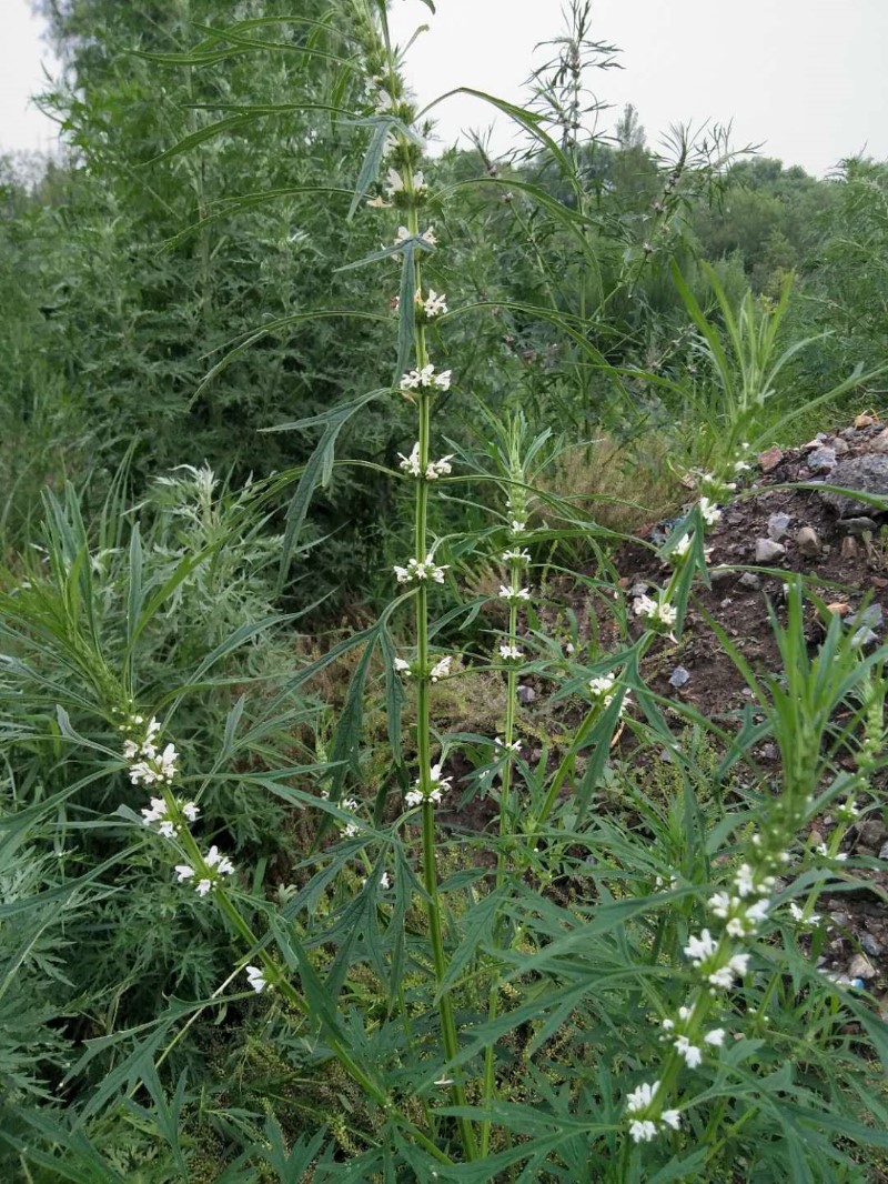 开白花的中草药图片图片