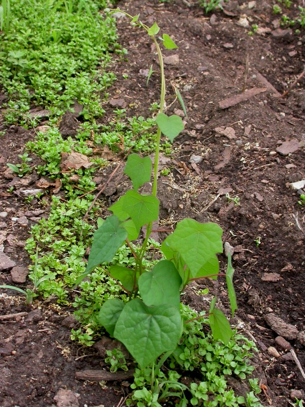 日月峡中草药059北豆根1