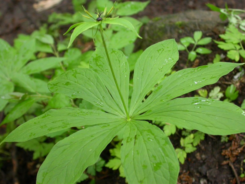 日月峽中草藥(068)--北重樓1(七葉一枝花)