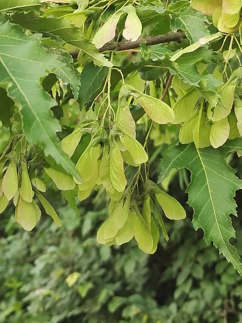 茶条槭叶子图片