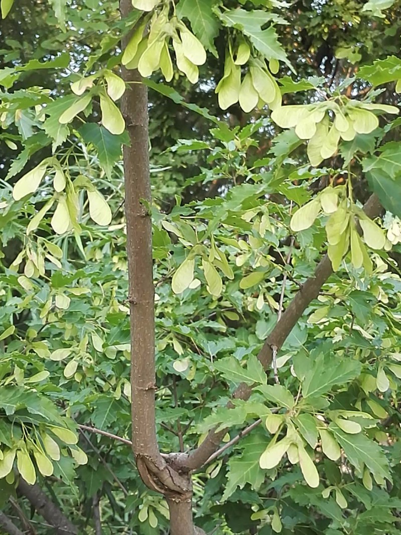 茶条槭叶子图片图片