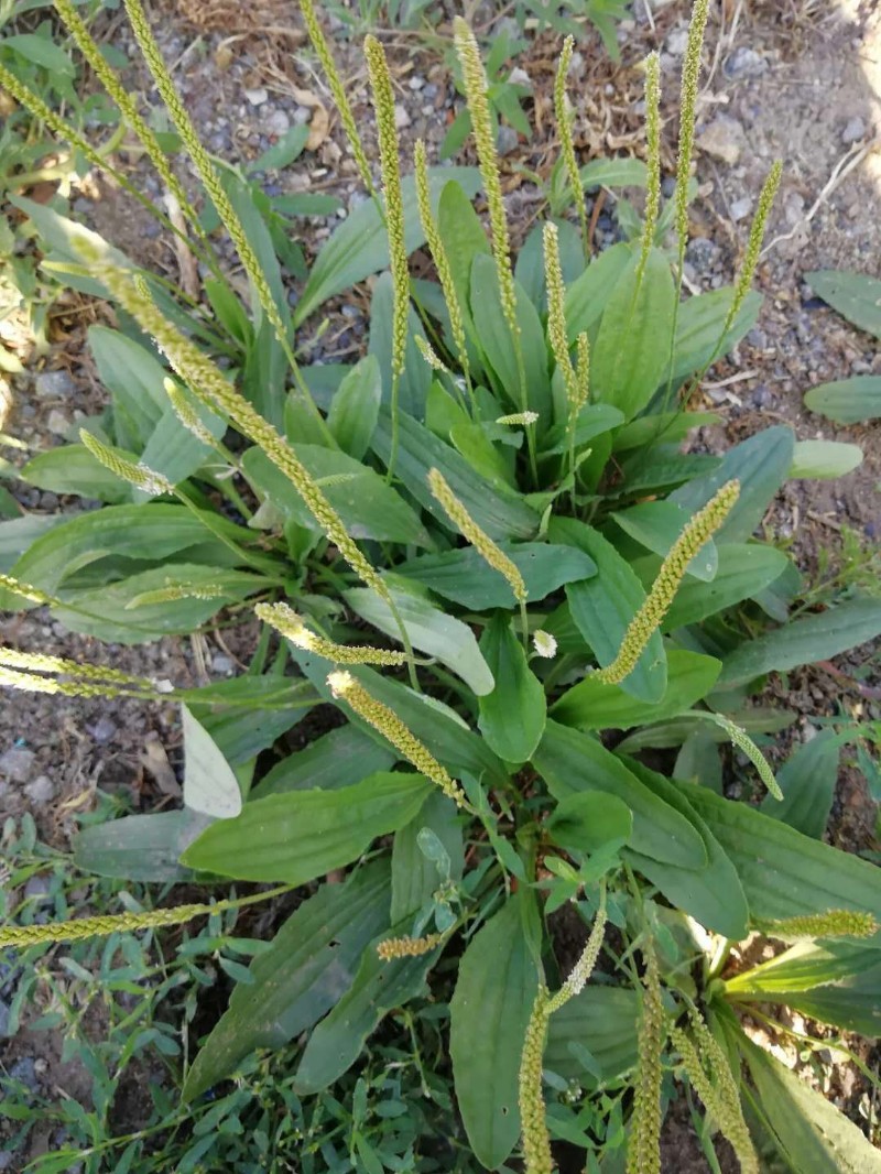 车前子花颜色图片