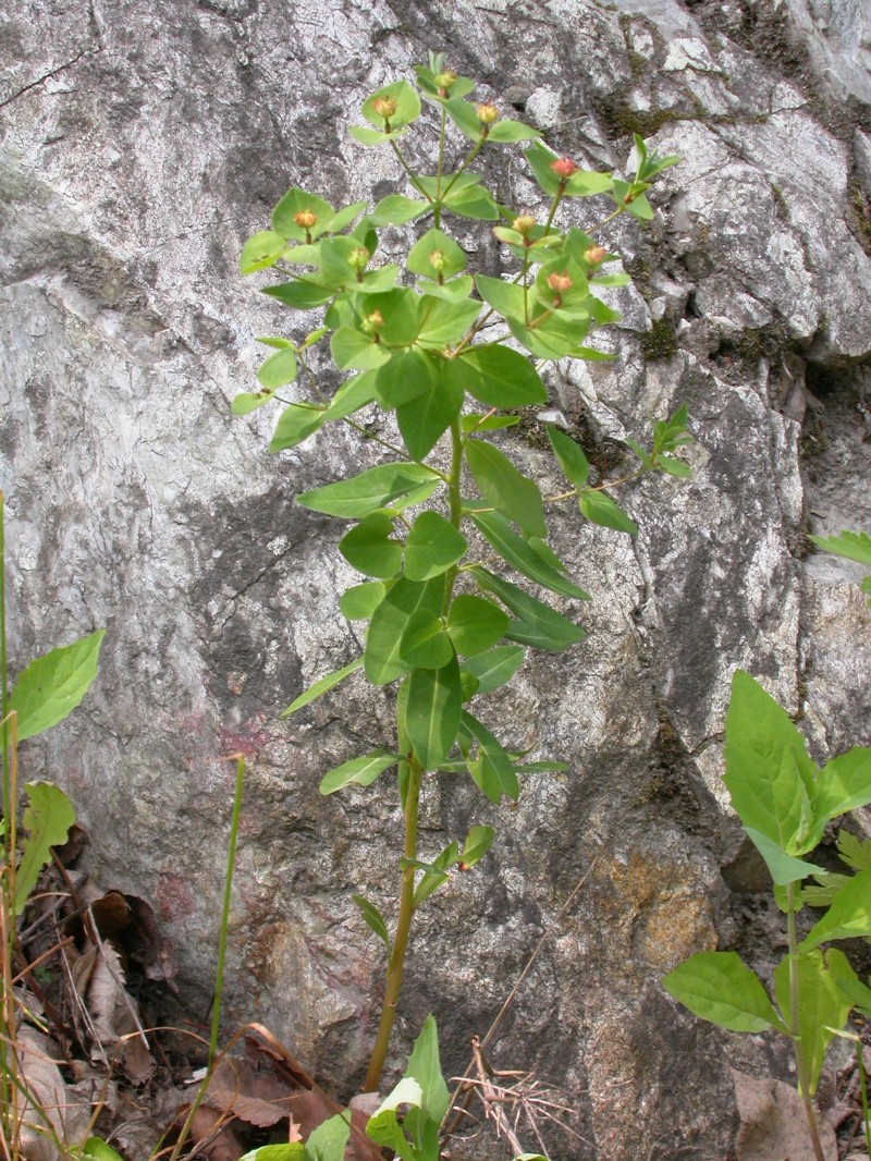 新疆大勇药材图片