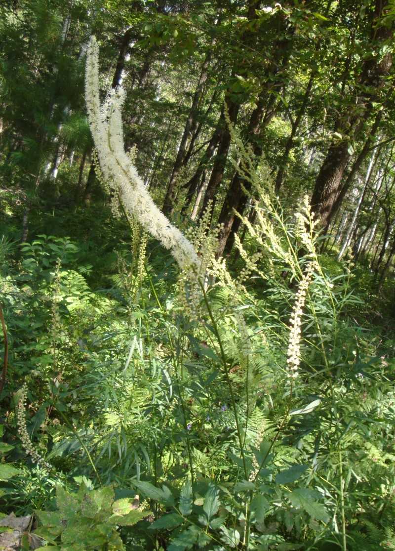 日月峡中草药174单穗升麻2