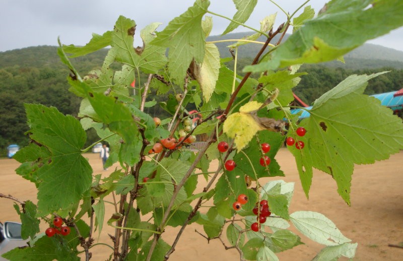 日月峡中草药176灯笼果2东北茶藨