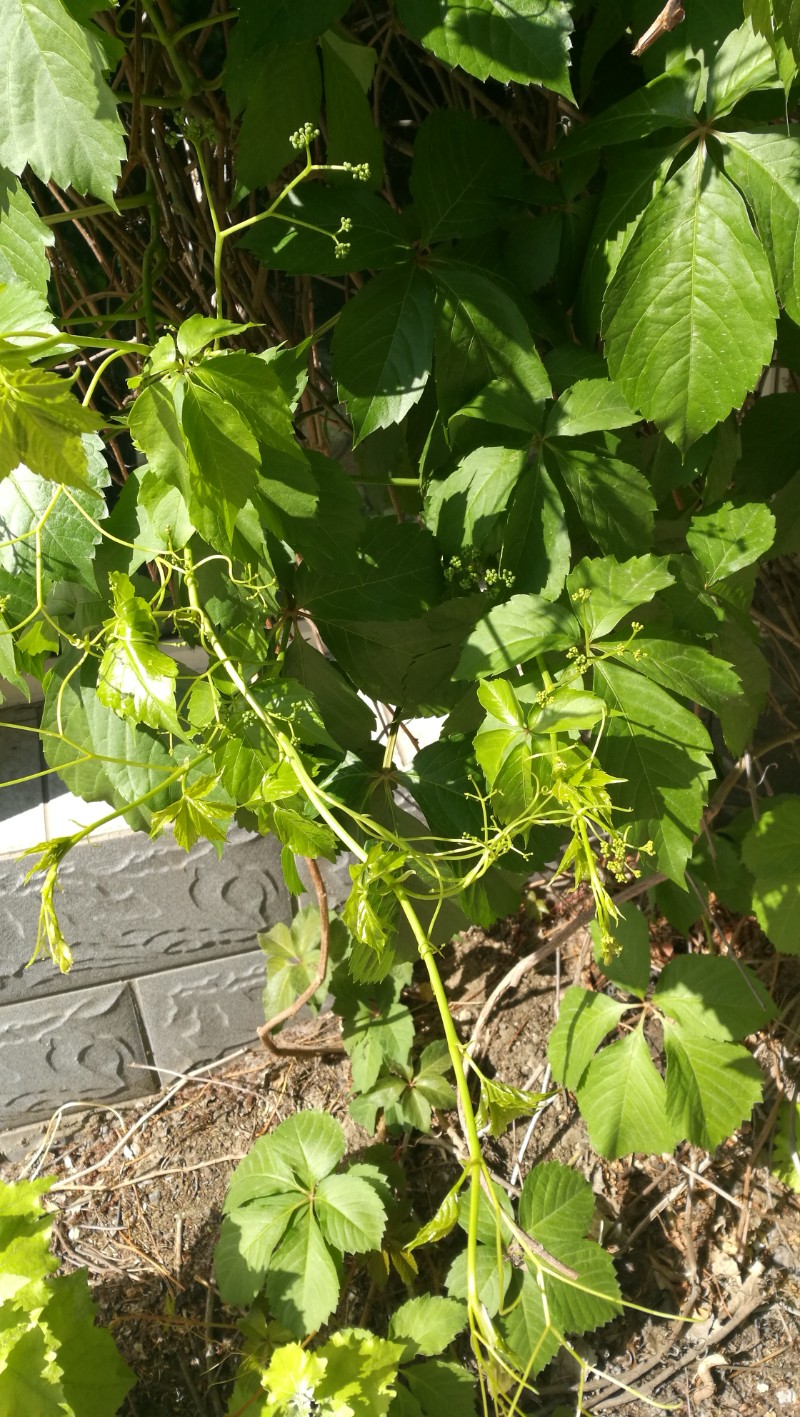 吴洋诗评:地锦(爬山虎)祛风通络地锦藤,主治风湿关节痛