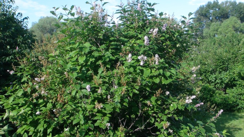 日月峡中草药194丁香3