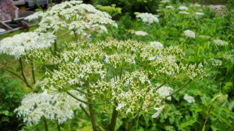 日月峡中草药201东北牛防风2老山芹