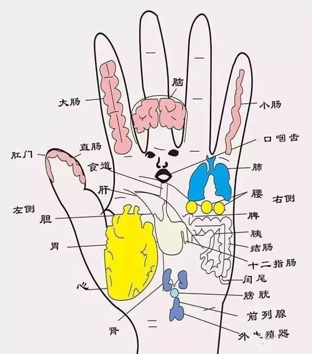 左手部位名称图片