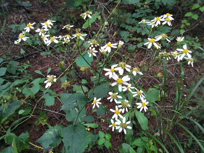 日月峡中草药(213)--东风菜2