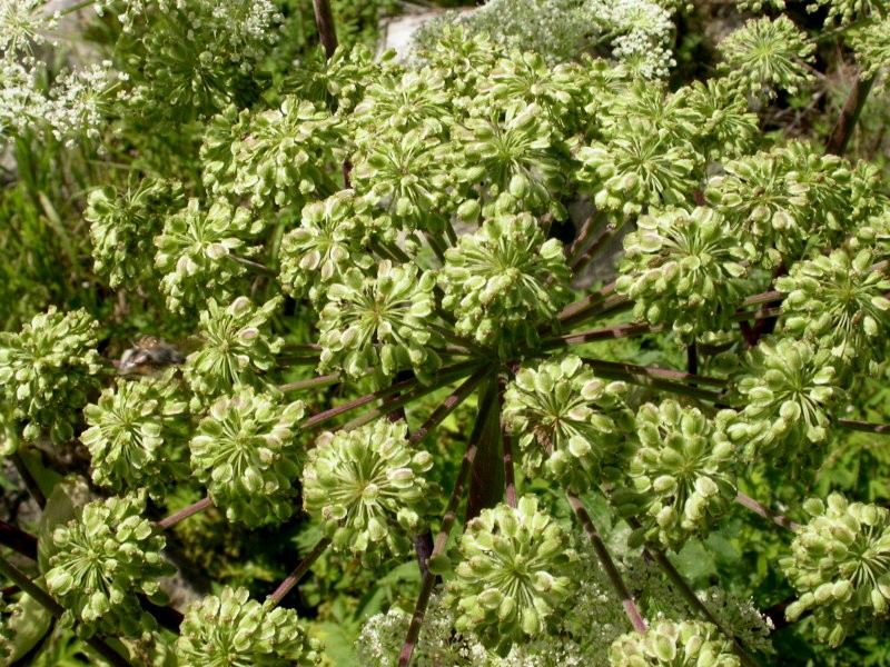 日月峽中草藥226獨活2白芷