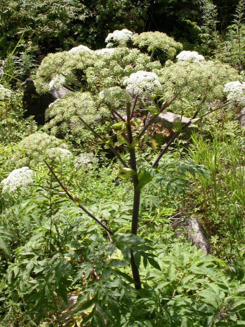 日月峽中草藥226獨活2白芷