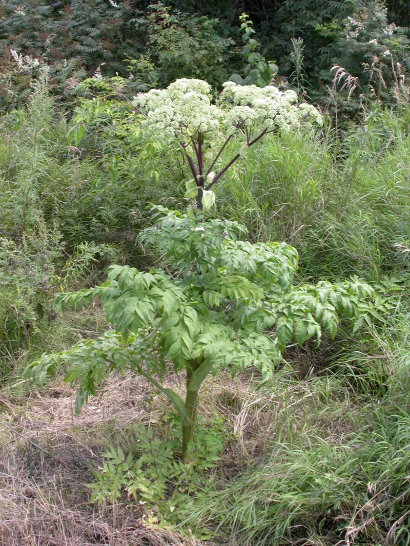 日月峡中草药226独活2白芷