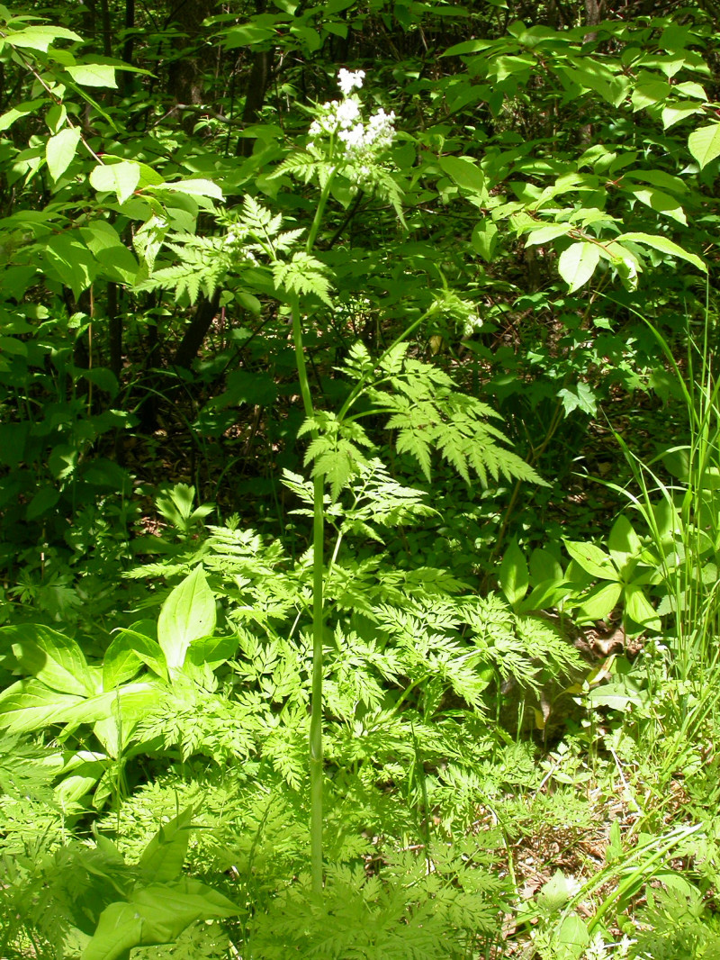 日月峡中草药241峨参1