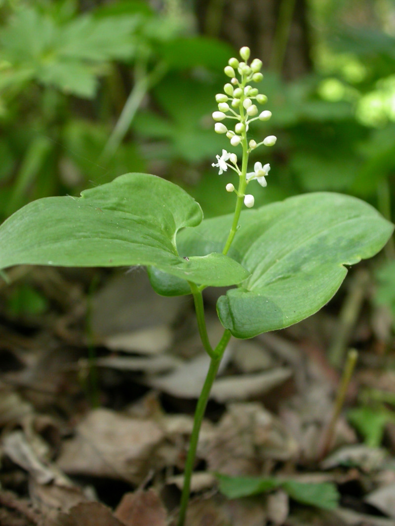 日月峡中草药257二叶舞鹤草