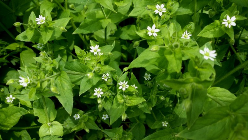 日月峽中草藥(263)--繁縷3(鵝腸菜)